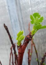 20200314_114232.jpg 20200314_114232.jpg