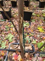 IMG_6645.jpeg IMG_6645.jpeg