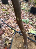 IMG_6646.jpeg IMG_6646.jpeg