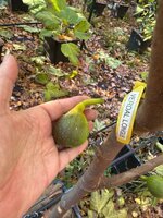 IMG_6662.jpeg IMG_6662.jpeg