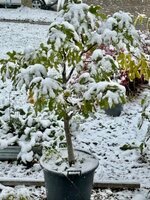 IMG_1589.jpeg IMG_1589.jpeg