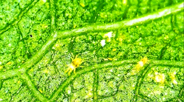 Spider mites zoomed.png