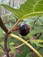 IMG_0363.jpeg IMG_0363.jpeg