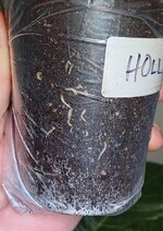 1000016133.jpg 1000016133.jpg