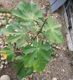 IMG_0157.jpeg IMG_0157.jpeg