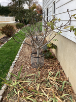 IMG_3129.png IMG_3129.png