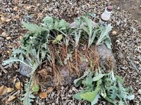 IMG_20251118_163432716_HDR.jpg IMG_20251118_163432716_HDR.jpg