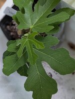 PXL_20251122_134144027~4.jpg