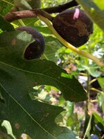 IMG_8840.jpeg