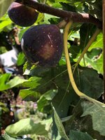 IMG_8838.jpeg