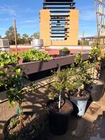 IMG_3705.jpeg IMG_3705.jpeg