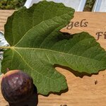 Honey Plum-20221001_165415263.jpg Honey Plum-20221001_165415263.jpg