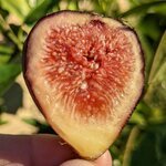 Honey Plum-20221005_222900615.jpg Honey Plum-20221005_222900615.jpg