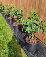 IMG_20250513_092050847_AE~2.jpg IMG_20250513_092050847_AE~2.jpg