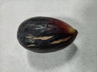 Galicia Negra 2 2023.jpg