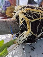 1770763060691.jpeg 1770763060691.jpeg