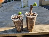 vlassoff with fruit.jpg