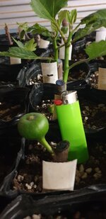 Cutting with fruit.jpg