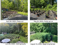 rosy-patch.png rosy-patch.png