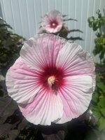 1771234398903.jpeg 1771234398903.jpeg