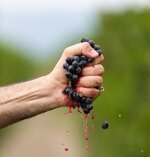 vertical-closeup-man-s-hand-squeezing-grapes_665346-45323.jpg