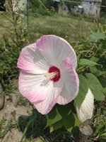 1771347544904.jpeg 1771347544904.jpeg