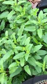 View recent photos (2).png