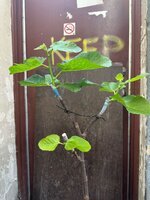 IMG_9749.jpeg IMG_9749.jpeg