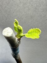 IMG_9751.jpeg IMG_9751.jpeg