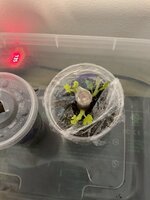 IMG_2827.jpeg IMG_2827.jpeg