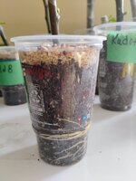 IMG_20260303_125626158_AE.jpg IMG_20260303_125626158_AE.jpg