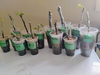 IMG_20260303_125420394_HDR_AE.jpg IMG_20260303_125420394_HDR_AE.jpg