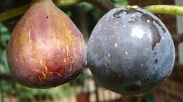 HC on left and VdB on right.JPG