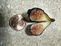 tiny fig 1.jpg