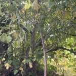 IMG-1599.jpg IMG-1599.jpg