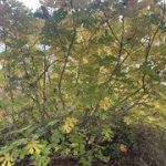 IMG-1602.jpg IMG-1602.jpg