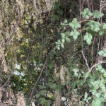 IMG-1603.jpg IMG-1603.jpg