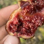 IMG-1610.jpg IMG-1610.jpg