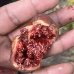 IMG-1609.jpg IMG-1609.jpg