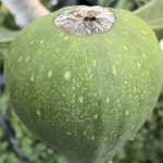 IMG-3501.png IMG-3501.png