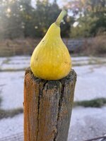 IMG_5774.jpeg
