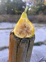 IMG_5776.jpeg