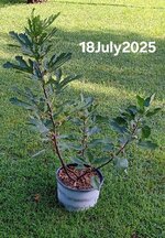 20250718_092839.jpg