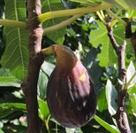 IMG_3007.jpeg