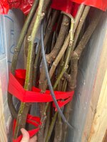 IMG_5229.jpeg