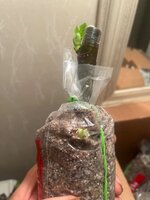 IMG_8446.jpeg