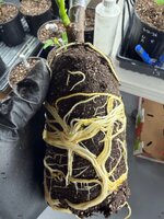 IMG_5956.jpeg
