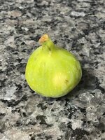IMG_4687.jpeg