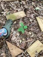 IMG_6478.jpeg