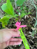 IMG_3527.jpeg